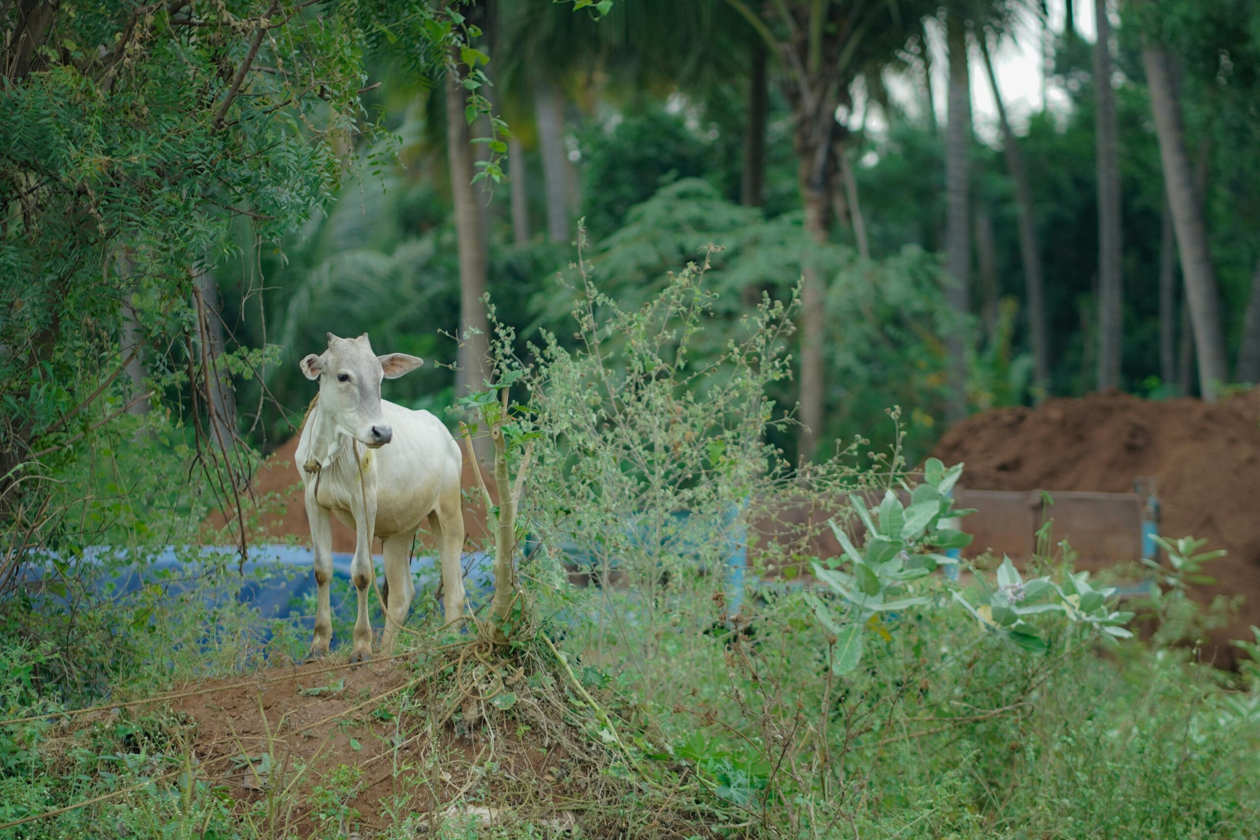 A white cow stands amidst lush greenery in Alanganallur, Tamil Nadu, capturing the essence of rural India.