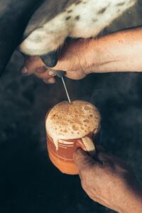 Hands milking a cow with fresh milk foaming into a ceramic mug outdoors.